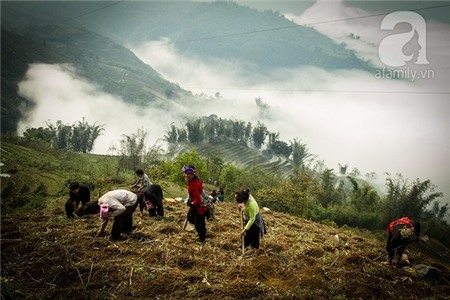 Đầu năm lên Ý Tý 