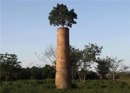 12 loài cây độc đáo vẫn “sống khỏe” dù gặp vật cản 8