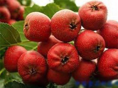 Táo mèo “tẩy” chất béo thừa - 1