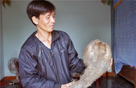 Hiện tại, anh Quyền đang cất giữ cẩn thận củ khoai này để làm kỉ niệm và cho mọi người cùng chiêm ngưỡng.