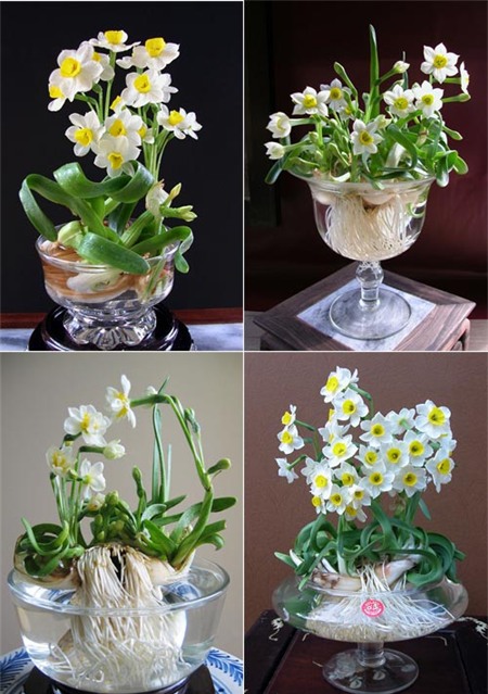 Chị em sành chơi thủy tiên nở hoa đúng đêm Giao thừa - 1