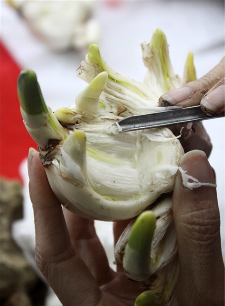 Chị em sành chơi thủy tiên nở hoa đúng đêm Giao thừa - 10