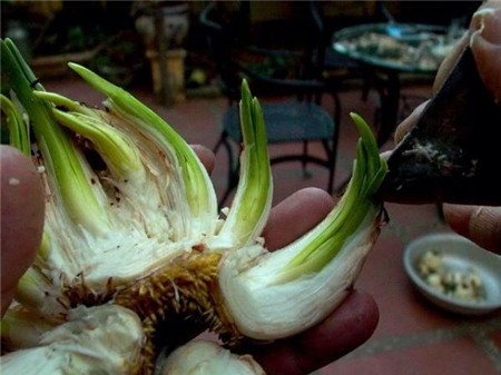 Chị em sành chơi thủy tiên nở hoa đúng đêm Giao thừa - 11