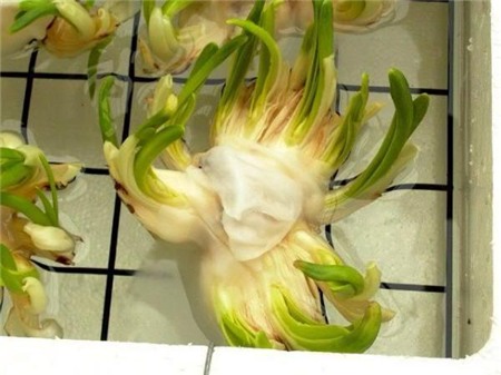 Chị em sành chơi thủy tiên nở hoa đúng đêm Giao thừa - 13