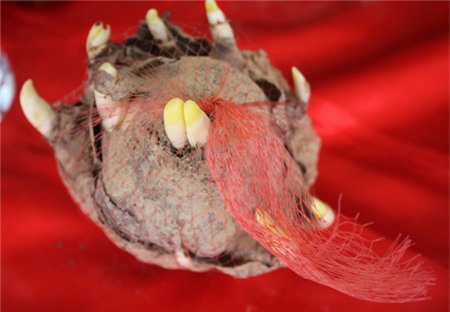 Chị em sành chơi thủy tiên nở hoa đúng đêm Giao thừa - 4