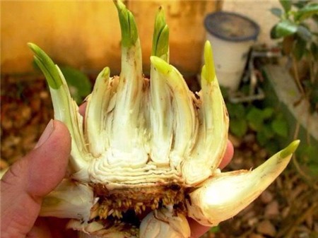 Chị em sành chơi thủy tiên nở hoa đúng đêm Giao thừa - 9