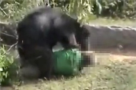 Gấu cắn xé khuôn mặt nạn nhân. Ảnh: