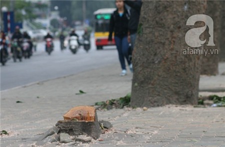 Hà Nội: Chặt hạ 6 cây xà cừ cổ thụ trước cổng ĐH Giao thông vận tải 3