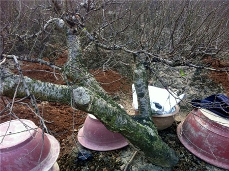 đào-Tết, Nhật-Tân, đào-rừng, cây-cảnh, chơi-Tết, săn-tìm, thú-chơi, cây-cảnh, đại-gia, miền-núi