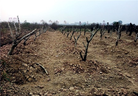 đào-Tết, Nhật-Tân, đào-rừng, cây-cảnh, chơi-Tết, săn-tìm, thú-chơi, cây-cảnh, đại-gia, miền-núi