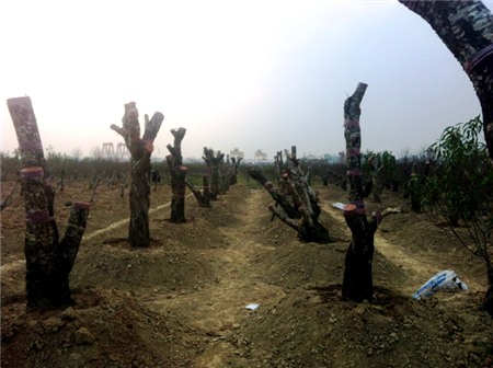 đào-Tết, Nhật-Tân, đào-rừng, cây-cảnh, chơi-Tết, săn-tìm, thú-chơi, cây-cảnh, đại-gia, miền-núi