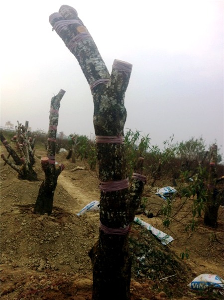 đào-Tết, Nhật-Tân, đào-rừng, cây-cảnh, chơi-Tết, săn-tìm, thú-chơi, cây-cảnh, đại-gia, miền-núi