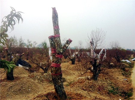 đào-Tết, Nhật-Tân, đào-rừng, cây-cảnh, chơi-Tết, săn-tìm, thú-chơi, cây-cảnh, đại-gia, miền-núi