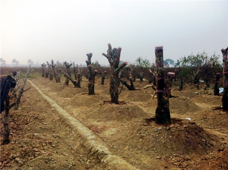 đào-Tết, Nhật-Tân, đào-rừng, cây-cảnh, chơi-Tết, săn-tìm, thú-chơi, cây-cảnh, đại-gia, miền-núi