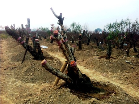 đào-Tết, Nhật-Tân, đào-rừng, cây-cảnh, chơi-Tết, săn-tìm, thú-chơi, cây-cảnh, đại-gia, miền-núi