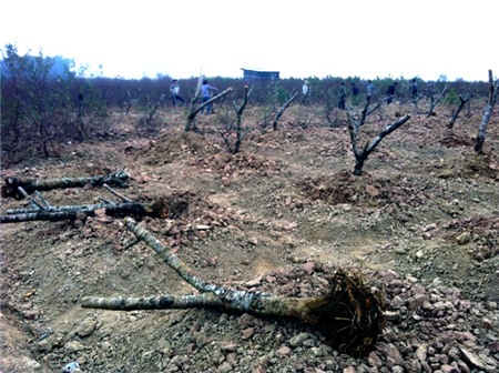 đào-Tết, Nhật-Tân, đào-rừng, cây-cảnh, chơi-Tết, săn-tìm, thú-chơi, cây-cảnh, đại-gia, miền-núi