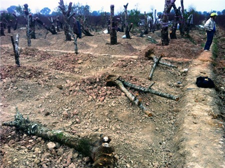 đào-Tết, Nhật-Tân, đào-rừng, cây-cảnh, chơi-Tết, săn-tìm, thú-chơi, cây-cảnh, đại-gia, miền-núi