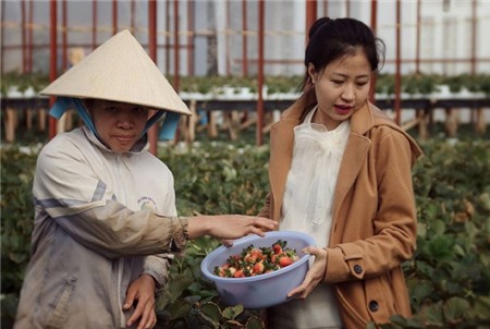 Vì sao giá 1 kg dâu tây Đà Lạt chênh nhau 300.000 đồng?