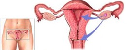 Tác dụng thật của kem thoa nở ngực
