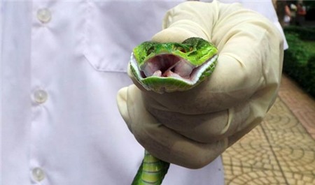 Rắn lục đuôi đỏ bị cắt rời đầu vẫn có thể phóng nọc độc