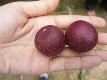 thanh-long, ổi-tím, ngô-kim-cương, xoài-đỏ-au, dưa-hấu, súp-lơ, cà-rốt, khoai-tây, su-hào