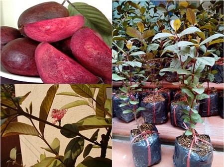 thanh-long, ổi-tím, ngô-kim-cương, xoài-đỏ-au, dưa-hấu, súp-lơ, cà-rốt, khoai-tây, su-hào