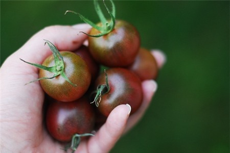 thanh-long, ổi-tím, ngô-kim-cương, xoài-đỏ-au, dưa-hấu, súp-lơ, cà-rốt, khoai-tây, su-hào