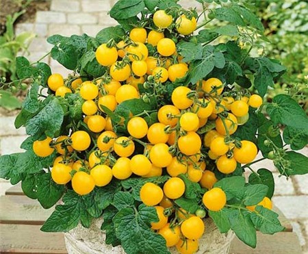 thanh-long, ổi-tím, ngô-kim-cương, xoài-đỏ-au, dưa-hấu, súp-lơ, cà-rốt, khoai-tây, su-hào