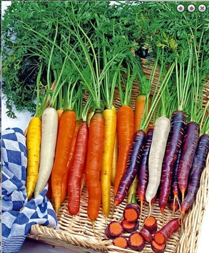 thanh-long, ổi-tím, ngô-kim-cương, xoài-đỏ-au, dưa-hấu, súp-lơ, cà-rốt, khoai-tây, su-hào