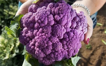 thanh-long, ổi-tím, ngô-kim-cương, xoài-đỏ-au, dưa-hấu, súp-lơ, cà-rốt, khoai-tây, su-hào