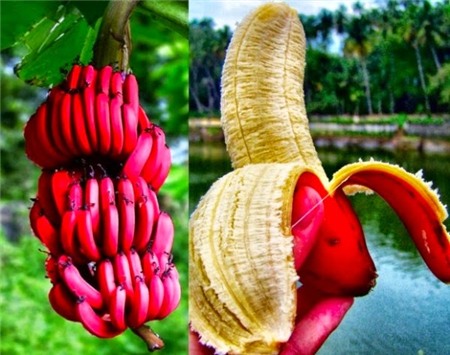 thanh-long, ổi-tím, ngô-kim-cương, xoài-đỏ-au, dưa-hấu, súp-lơ, cà-rốt, khoai-tây, su-hào