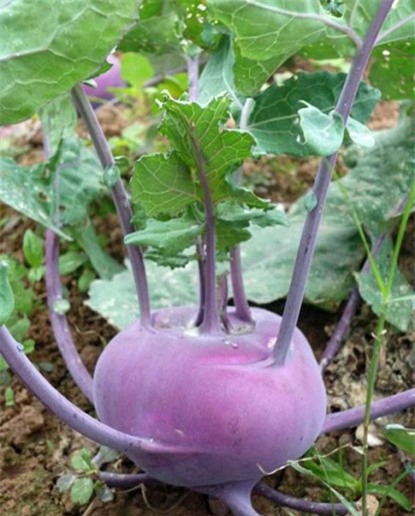 thanh-long, ổi-tím, ngô-kim-cương, xoài-đỏ-au, dưa-hấu, súp-lơ, cà-rốt, khoai-tây, su-hào