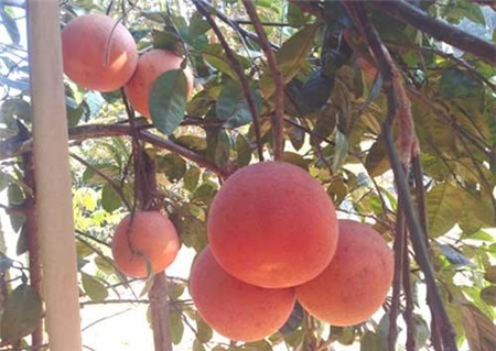 thanh-long, ổi-tím, ngô-kim-cương, xoài-đỏ-au, dưa-hấu, súp-lơ, cà-rốt, khoai-tây, su-hào