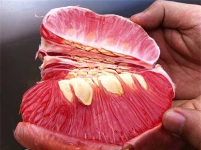 thanh-long, ổi-tím, ngô-kim-cương, xoài-đỏ-au, dưa-hấu, súp-lơ, cà-rốt, khoai-tây, su-hào