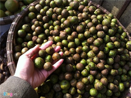 Sấu non trái vụ giá 100.000 đồng/kg tại Hà Nội