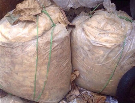 Không chỉ ủ trong chum, măng còn được ngâm trong các túi nilon lớn, rồi phủ bạt để ở giữa sân.