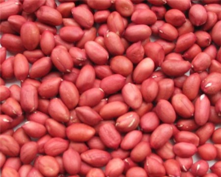 ốc-bươu-vàng, rùa-tai-đỏ, gián-đất, Bác-Ninh, nhập-khẩu, lạc,