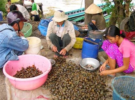 ốc-bươu-vàng, rùa-tai-đỏ, gián-đất, Bác-Ninh, nhập-khẩu, lạc,