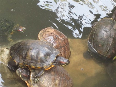 ốc-bươu-vàng, rùa-tai-đỏ, gián-đất, Bác-Ninh, nhập-khẩu, lạc,