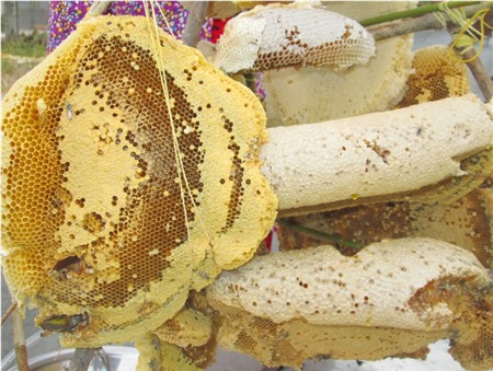 tổ ong ruồi (con nhỏ) này hiếm thấy hơn các loại ong mật khác