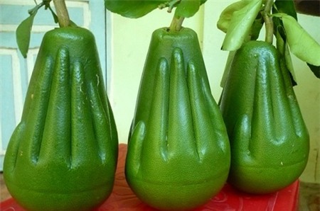 Những cây quả độc mùa Tết có tiền triệu không mua nổi