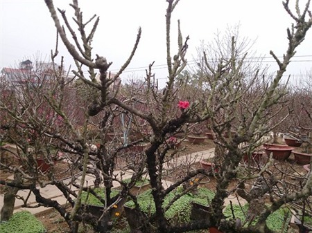 Những cây quả độc mùa Tết có tiền triệu không mua nổi