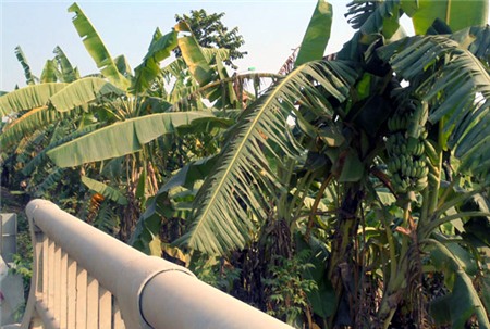 trồng-rau, đại-lộ-Thăng-Long, nông-dân, đền-bù, tận-dụng, khai-hoang