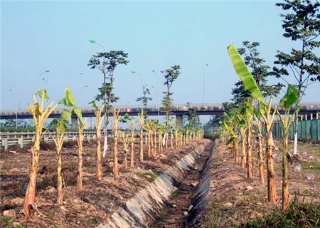 trồng-rau, đại-lộ-Thăng-Long, nông-dân, đền-bù, tận-dụng, khai-hoang