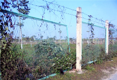 trồng-rau, đại-lộ-Thăng-Long, nông-dân, đền-bù, tận-dụng, khai-hoang