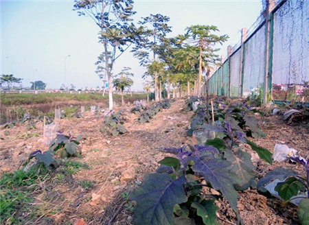 trồng-rau, đại-lộ-Thăng-Long, nông-dân, đền-bù, tận-dụng, khai-hoang