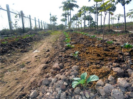 trồng-rau, đại-lộ-Thăng-Long, nông-dân, đền-bù, tận-dụng, khai-hoang