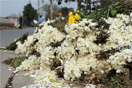 hoa-cúc, Tây-Tựu, chặt-bỏ, mất-giá