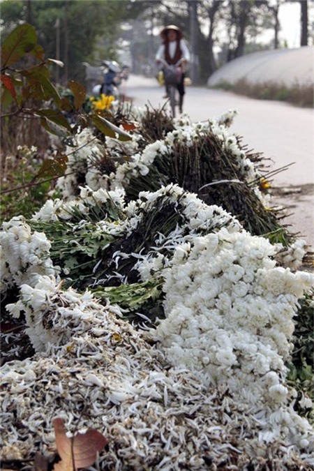 hoa-cúc, Tây-Tựu, chặt-bỏ, mất-giá