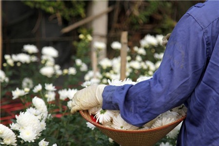 hoa-cúc, Tây-Tựu, chặt-bỏ, mất-giá